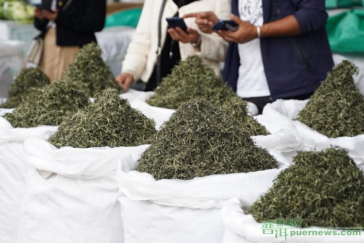 普洱市春茶产量产值双增长